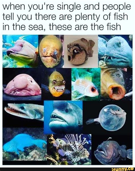 Lot of fish in the sea dating